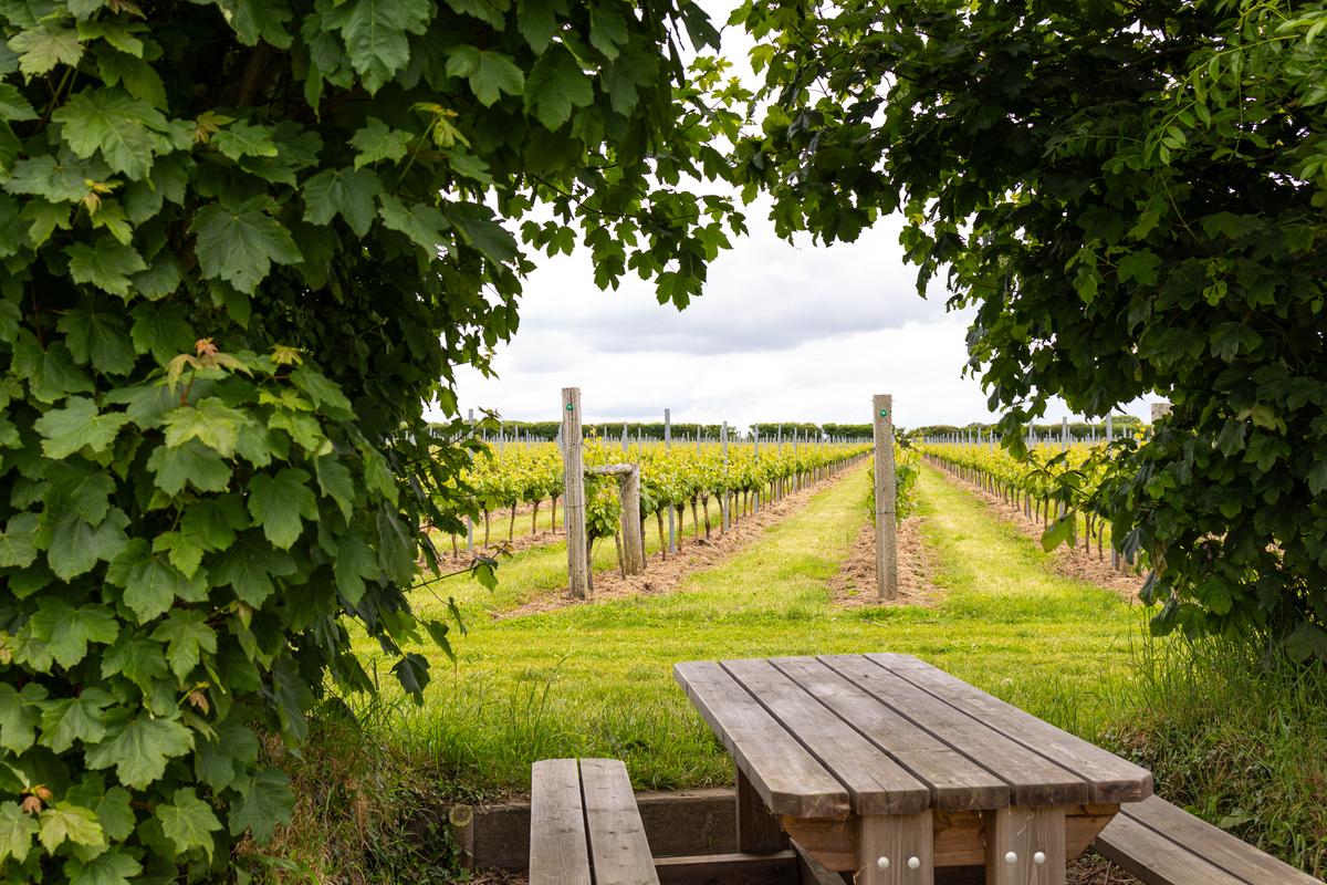 How climate change has helped vineyards in Britain thrive The Hindu